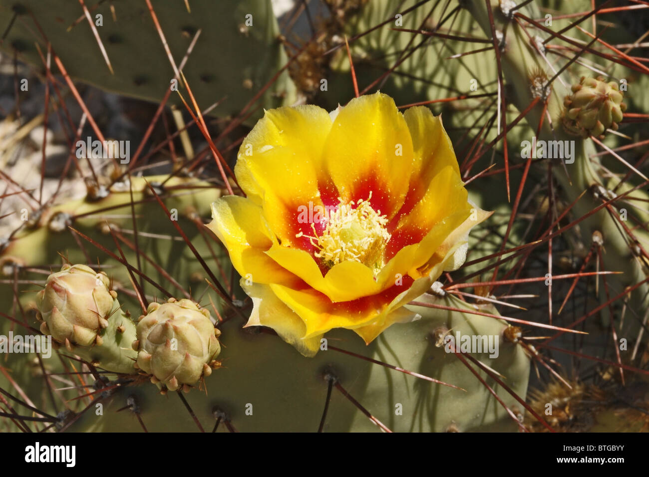 Brown spine Prickly Pear flower Stock Photo