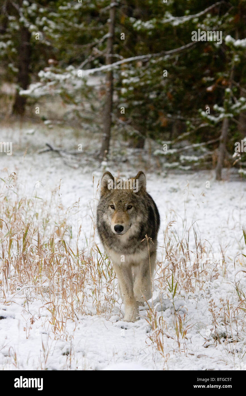 Wild gray Wolf- a truly wild (non-captive) wolf photo of the Canyon pack Stock Photo