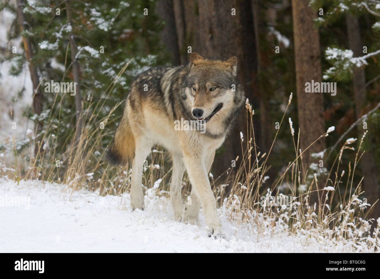 Wild gray Wolf- a truly wild (non-captive) wolf photo of the Canyon Pack Stock Photo