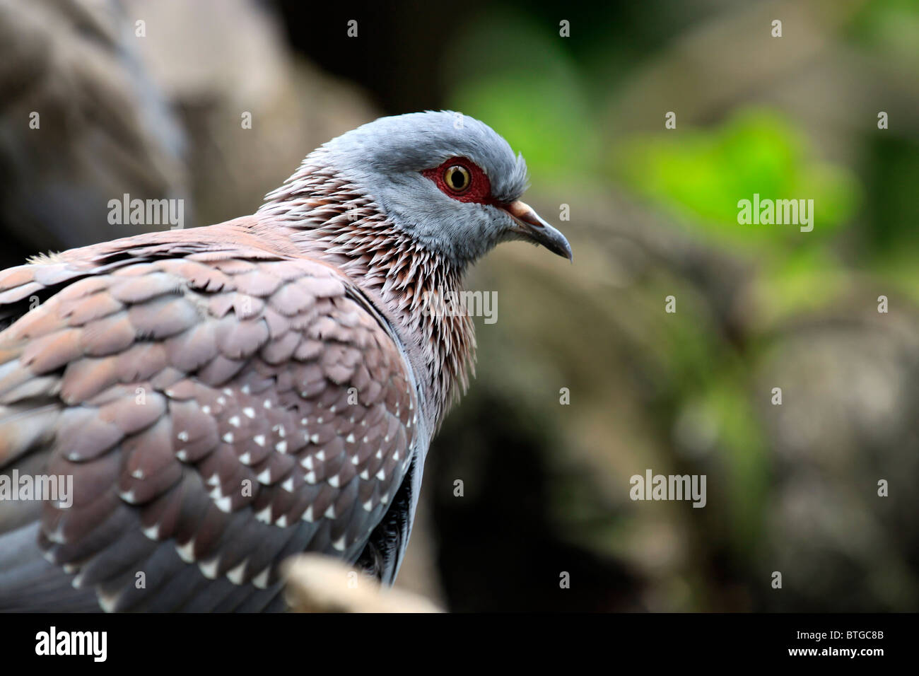 Speckled pigeon or African rock pigeon,( Columba guinea) in World of Birds, Hout Bay, South Africa. Stock Photo