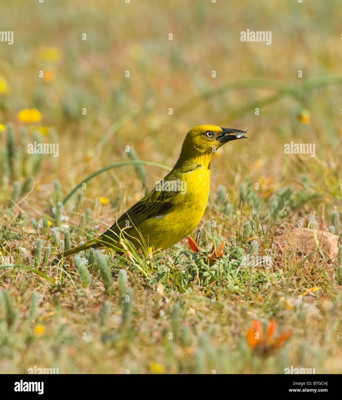 Cape Weaver (Ploceus capensis), Namaqualand, Northern Cape, South Africa Stock Photo