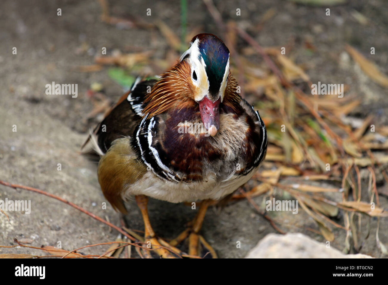 Male Mandarin duck (Aix galericulata) at World of Birds, Hout Bay, Cape Town, South Africa. Stock Photo