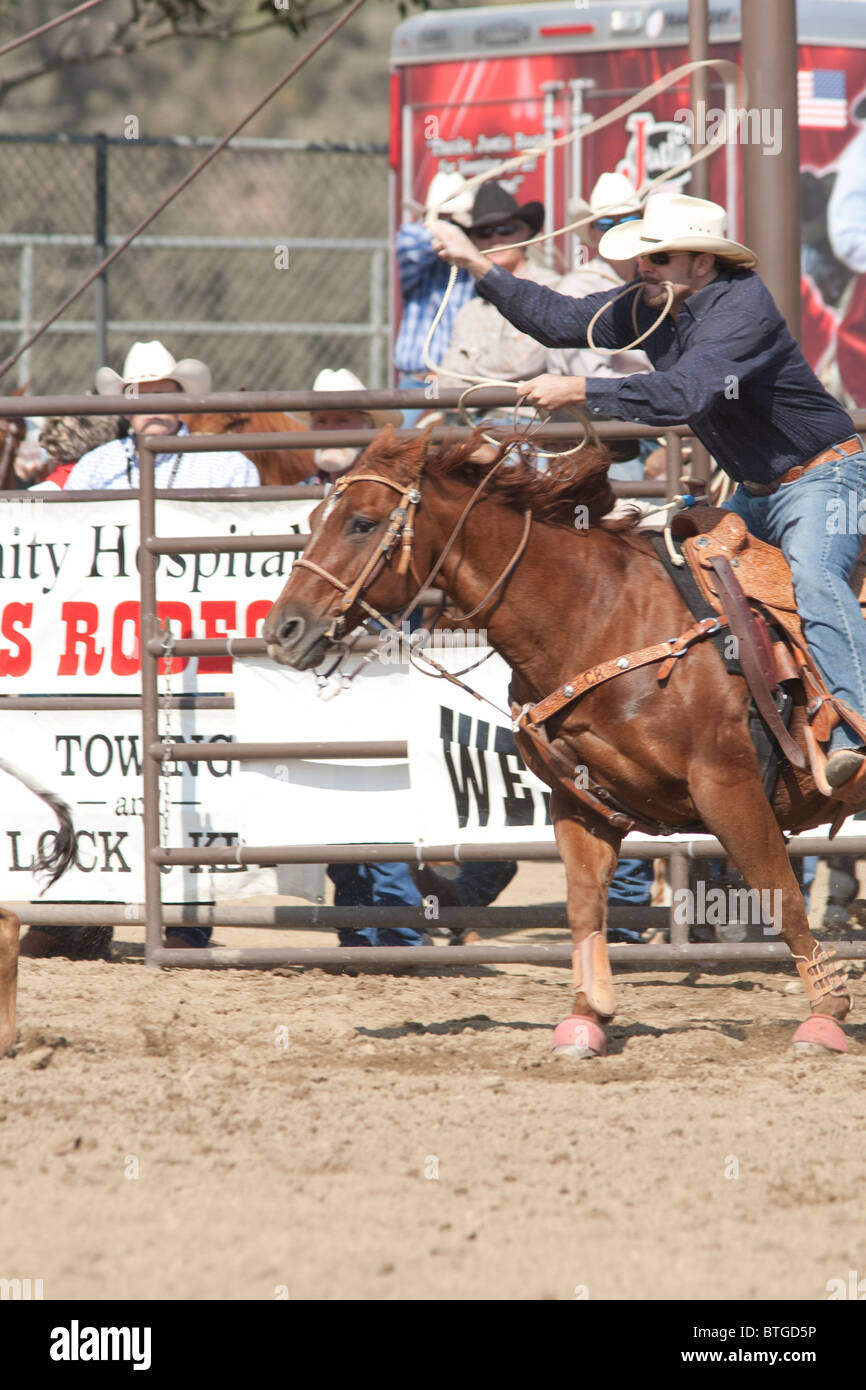 Unidentified cowboy competes in the Tie Down Roping event at the San Dimas Rodeo in San Dimas on Octo Stock Photo