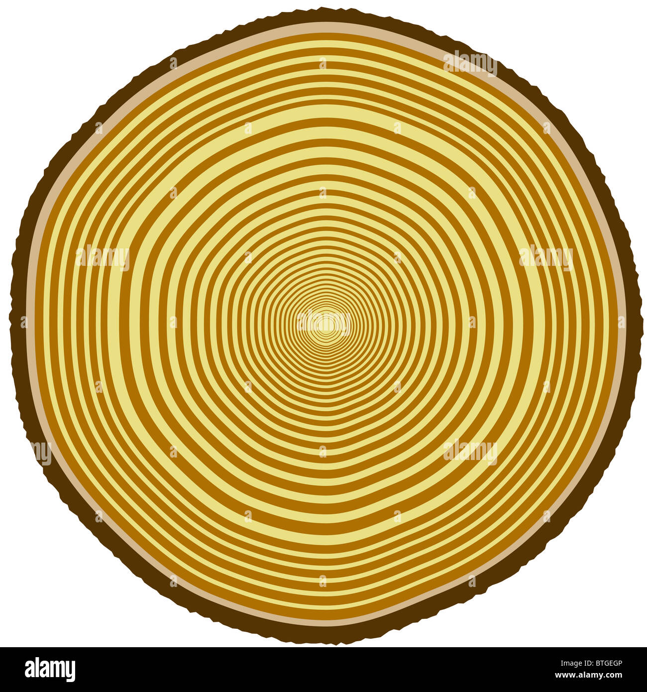 Illustration of tree rings from a 33-year-old tree Stock Photo - Alamy