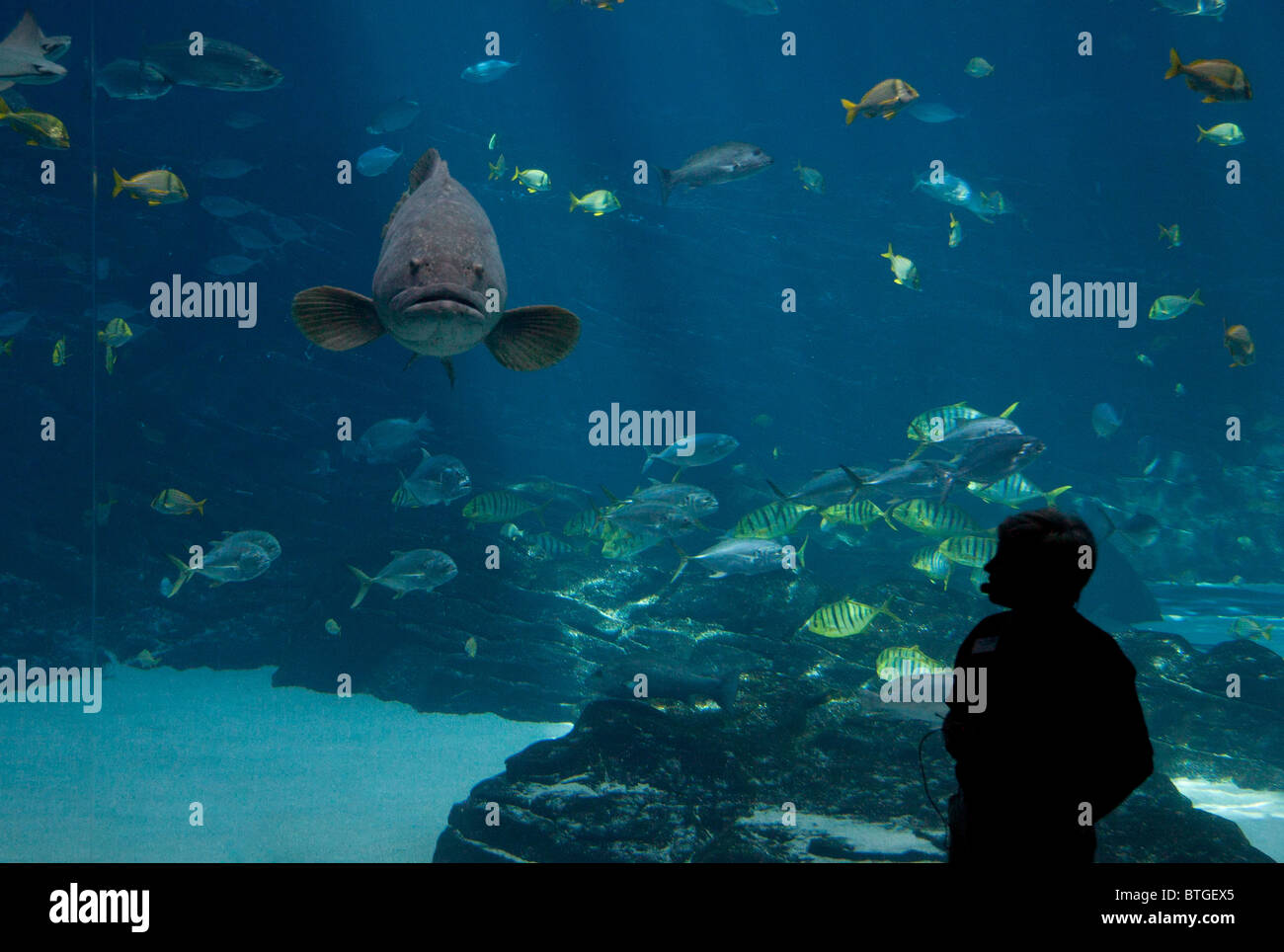 Inside the Whaleshark tank in Atlanta Georgia, USA Stock Photo - Alamy