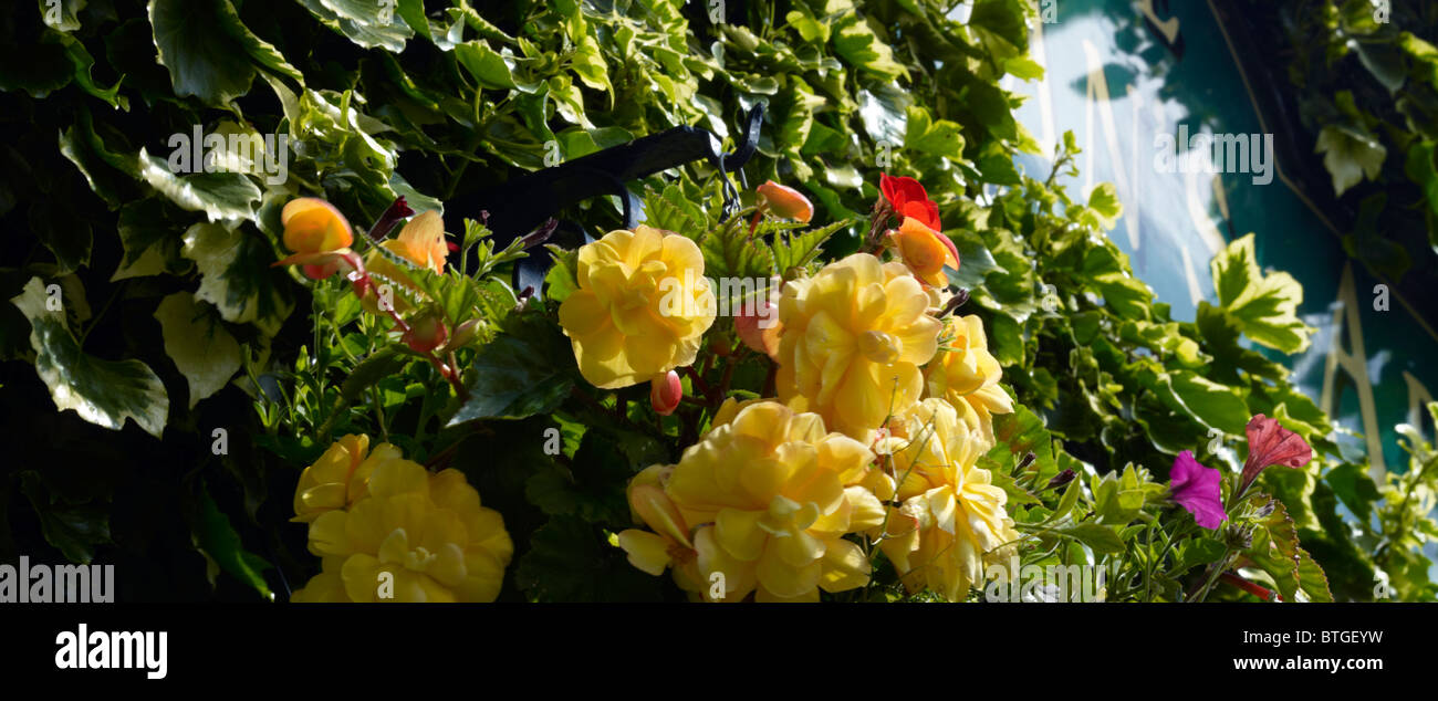 Hanging basket and windows at Sportsmans Arms, Wath, Nidderdale, North Yorkshire Stock Photo Alamy