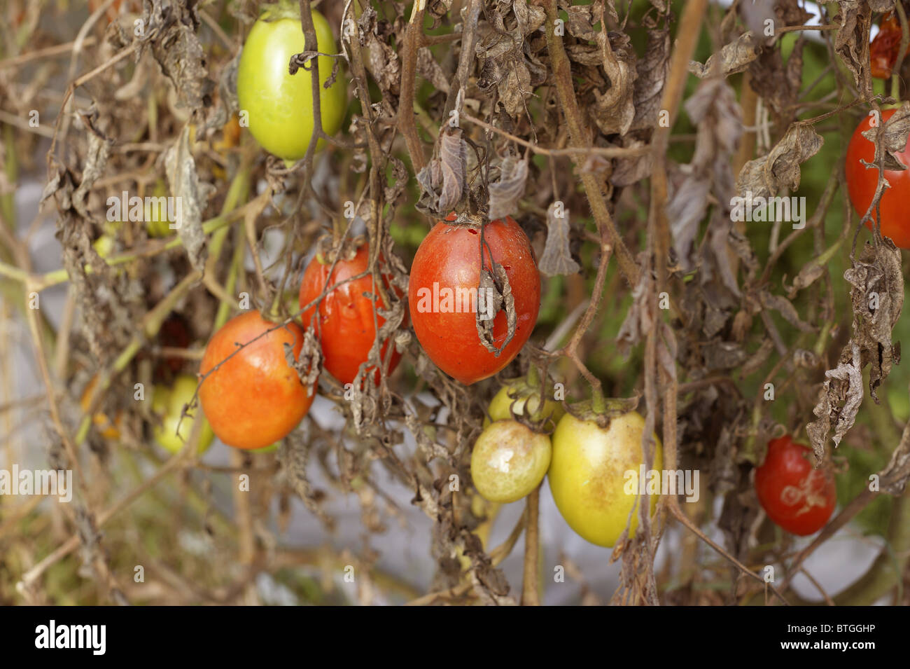 Green & Red Tomatoes With Tomato Blight Stock Photo