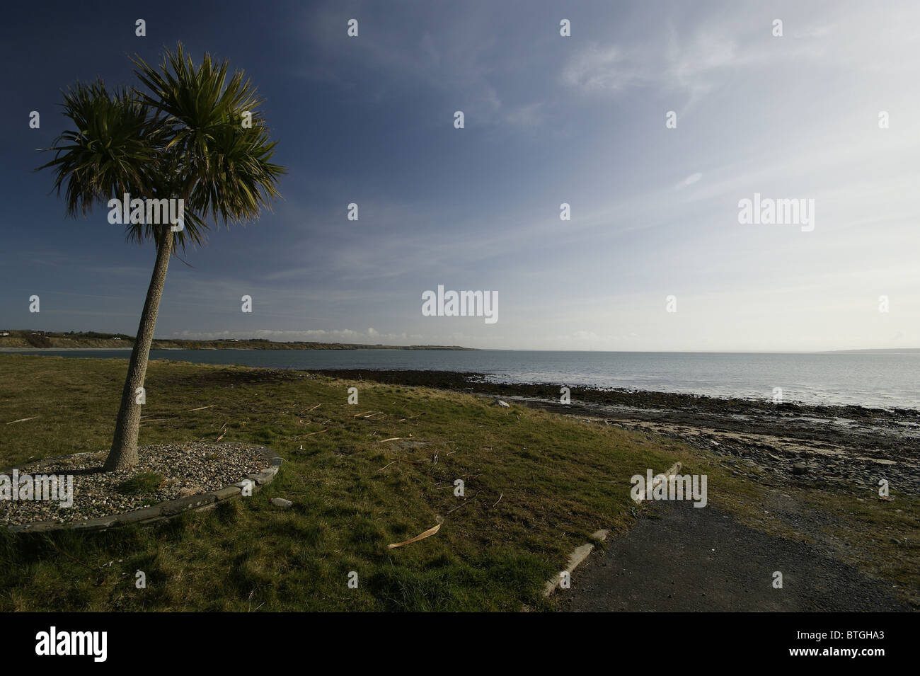 Carrigaholt Bay, Palm Tree & Beach, Doonaha/Carrigaholt, County Clare, Ireland. Stock Photo