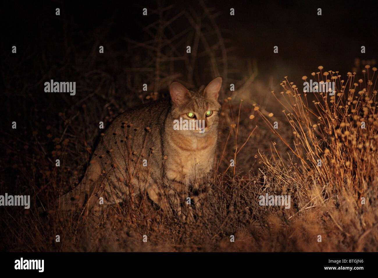 african wildcat stalking prey Stock Photo - Alamy