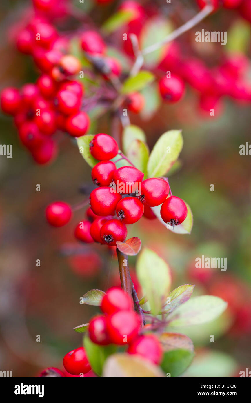 Red berries on a branch Stock Photo