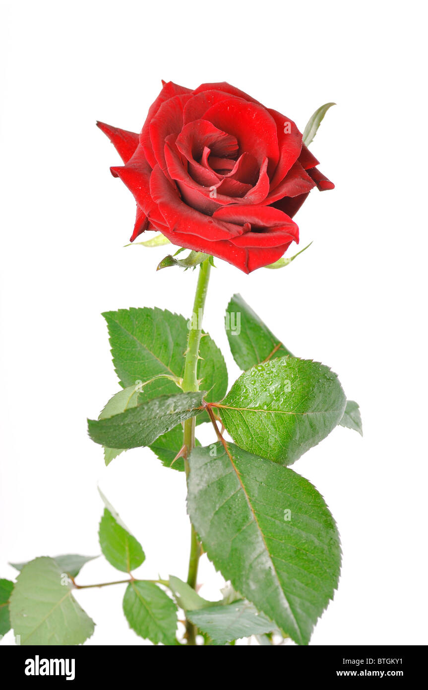 Glossy fresh stem of dark green rose leaves tinged with dark red lying on  scratched leather Stock Photo - Alamy