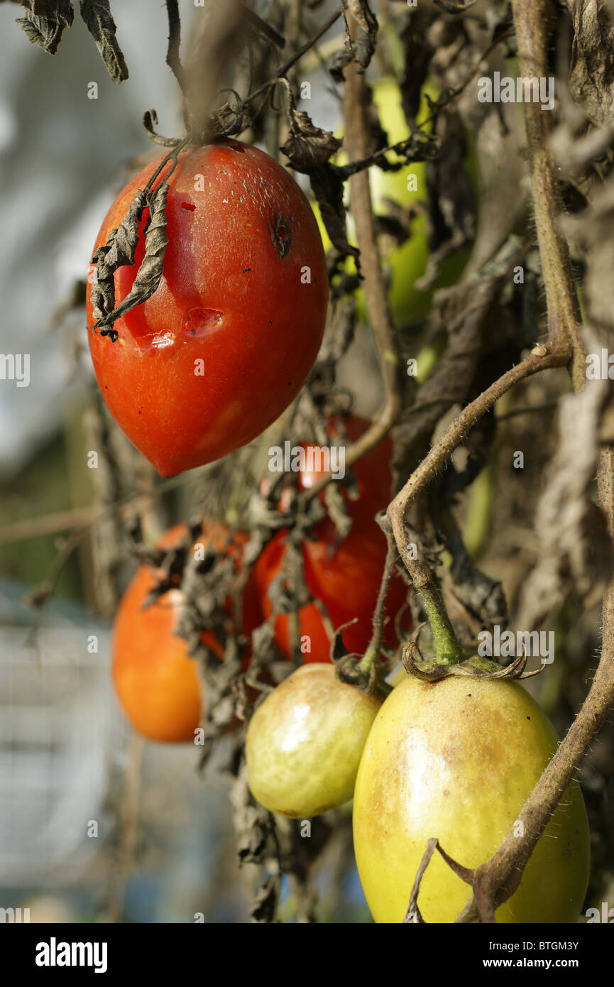 Green & Red Tomatoes With Tomato Blight Stock Photo