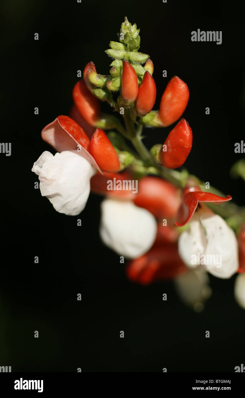 White flowering runner bean plants hires stock photography and images