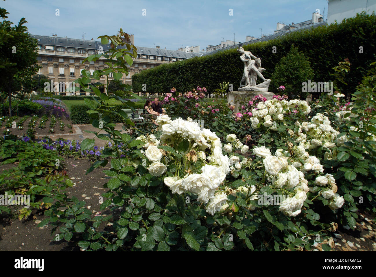 White roses blooming in the garden of Palais Royal, Paris, France Stock Photo