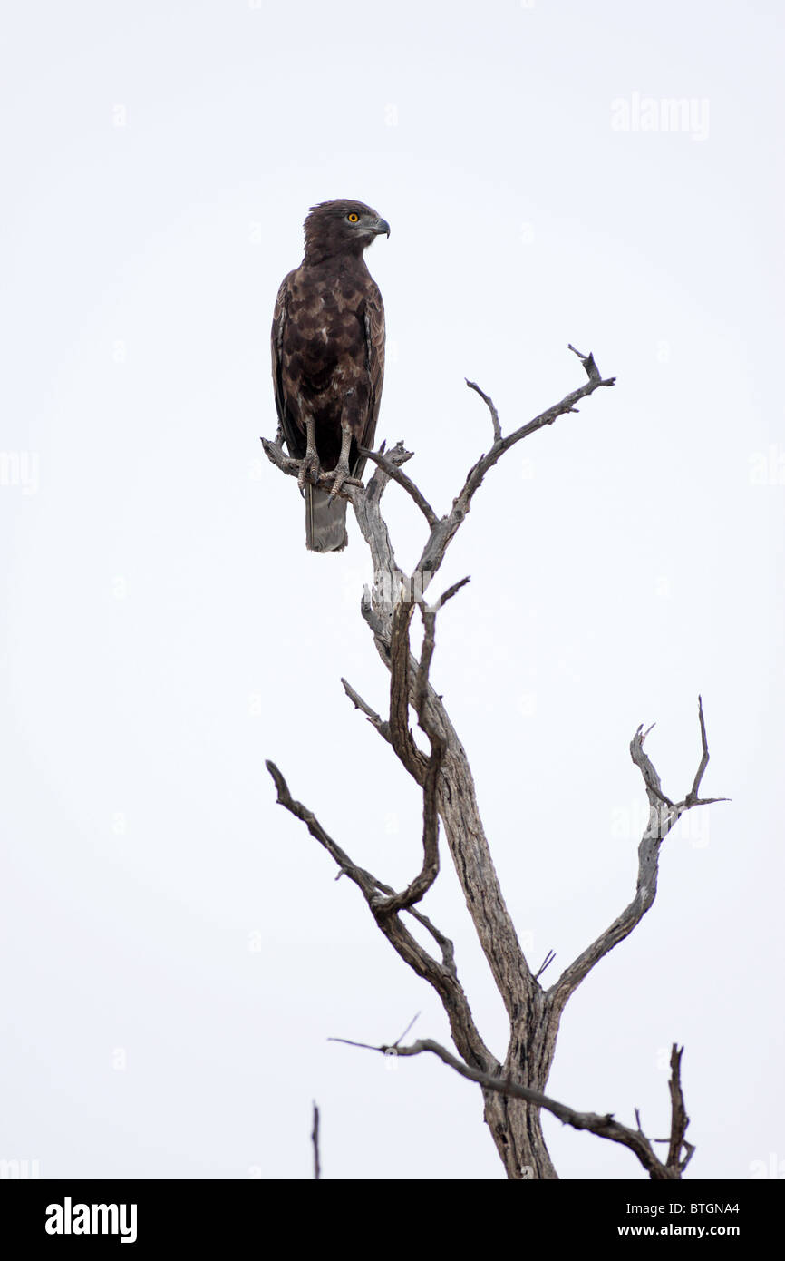 snake eagle perching in top of tree in high key image Stock Photo