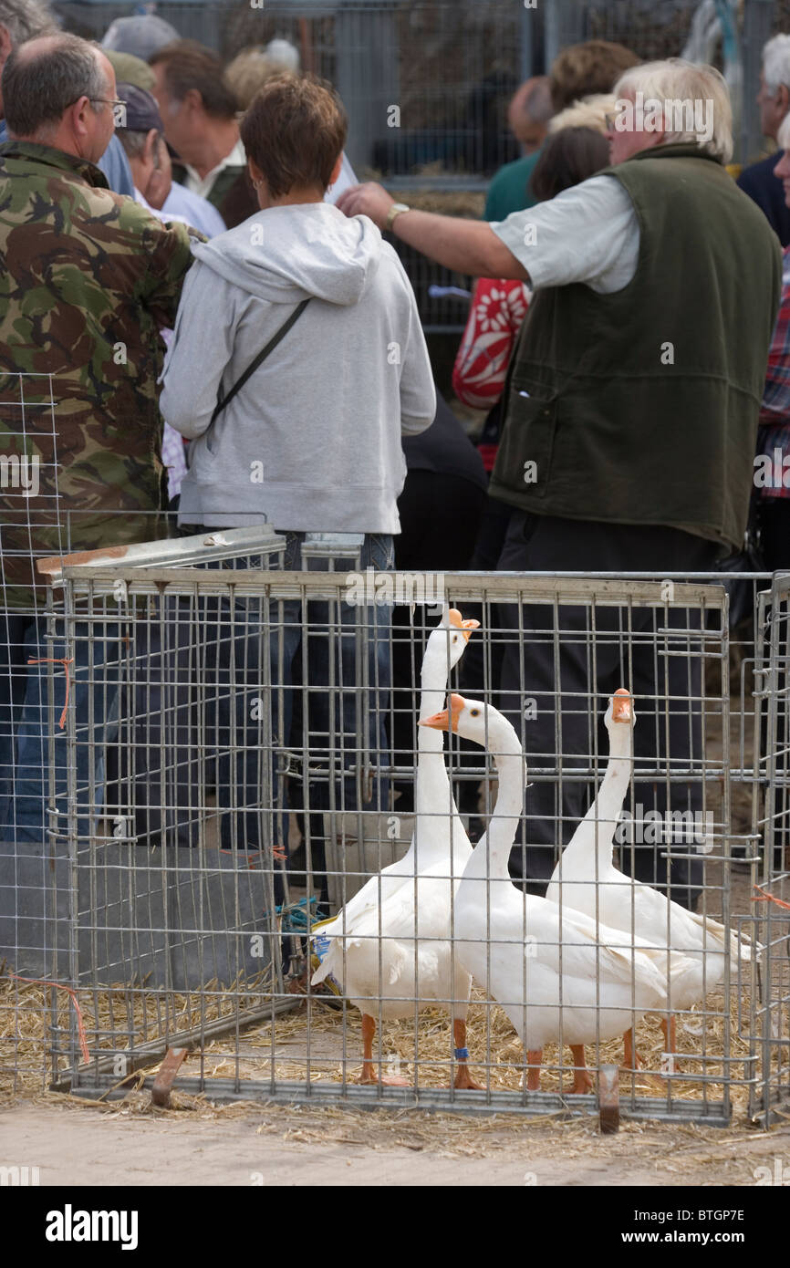 Domestic Poultry Auction Sale, Suffolk, East Anglia; UK. White Chinese Geese (Anser cygnoides), in foreground pen. Stock Photo