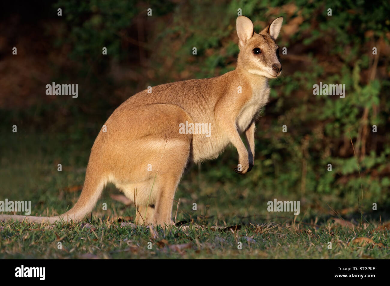 Female Agile Wallaby (Macropus agilis), Kakadu National Park, Northern territory, Australia Stock Photo