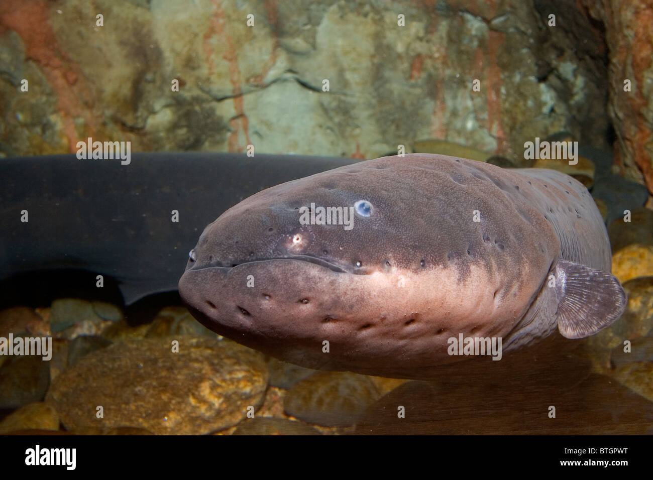 Electric eel, Electrophorus electricus, Amazon River basin Stock Photo