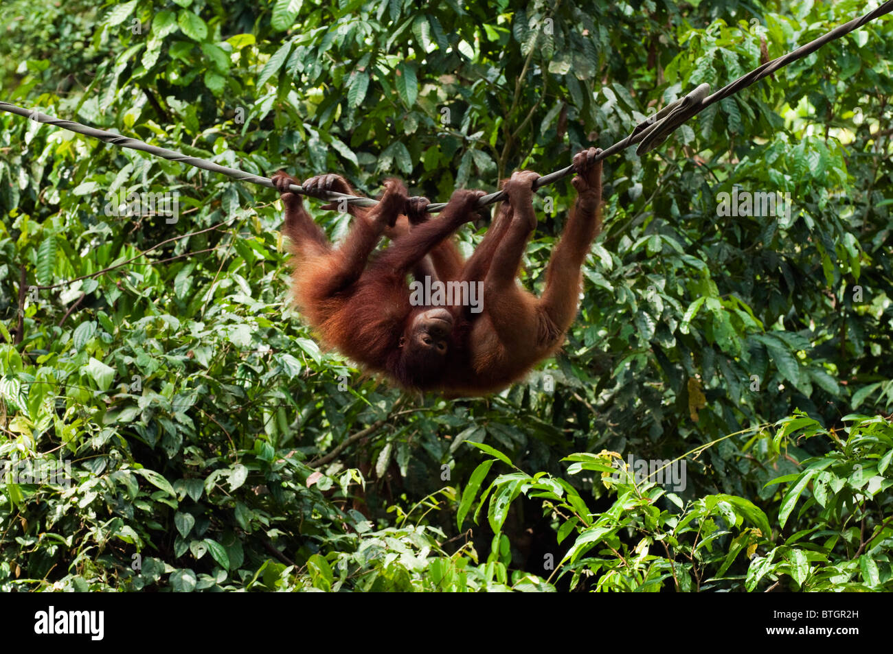 Two young orangutans (Pongo pygmaeus) hanging out on a rope at Sepilok Orangutan Rehabilitation Centre in Borneo Stock Photo