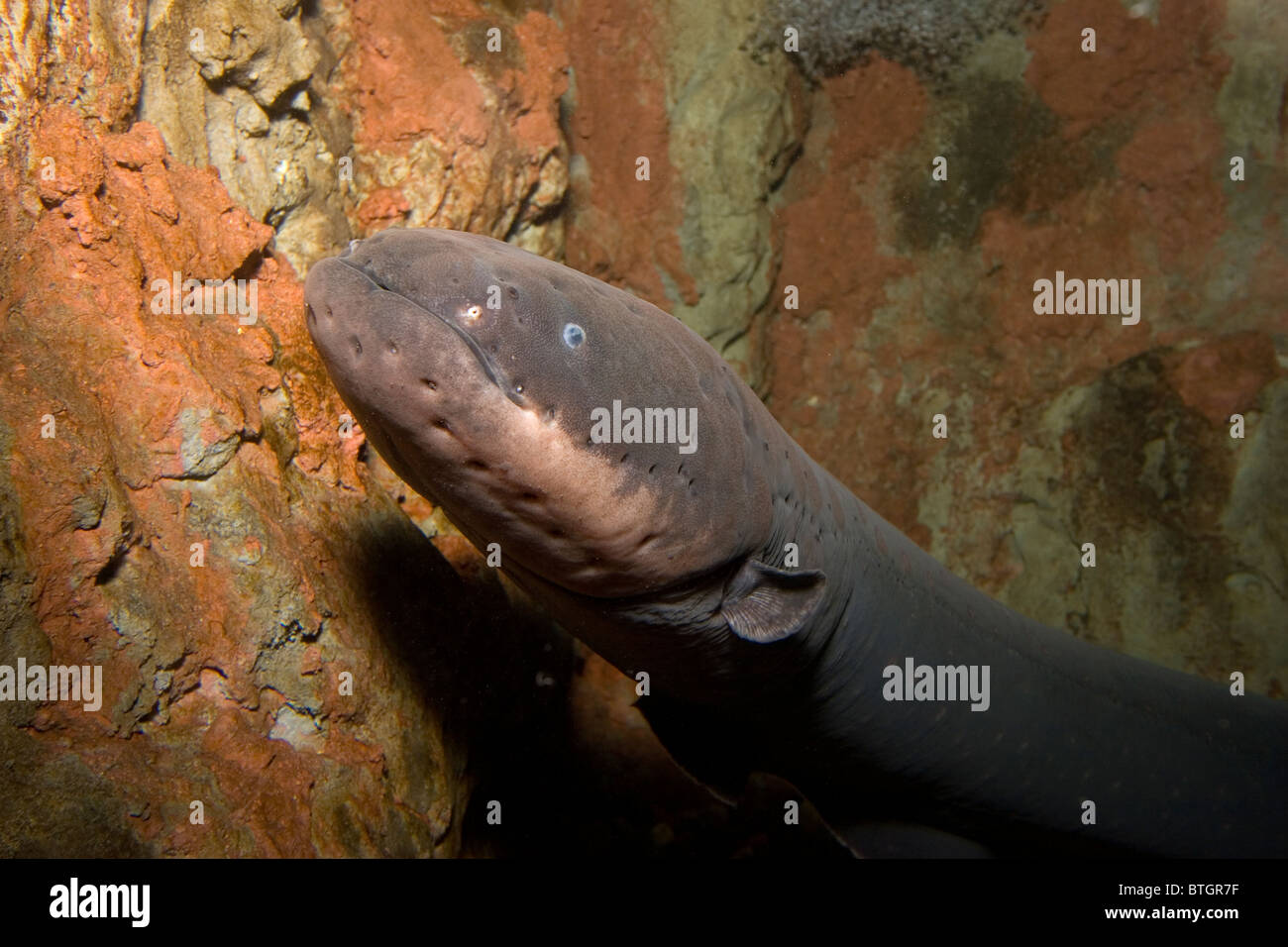 Electric eel, Electrophorus electricus, Amazon River basin Stock Photo