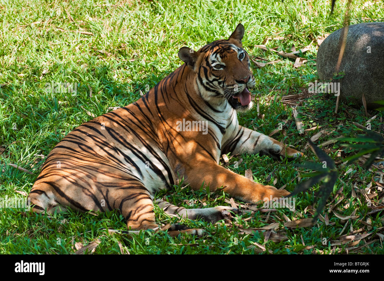 Female Malayan Tiger (Panthera tigris malayensis) at Lok Kawi Wildlife Park in Borneo Stock Photo