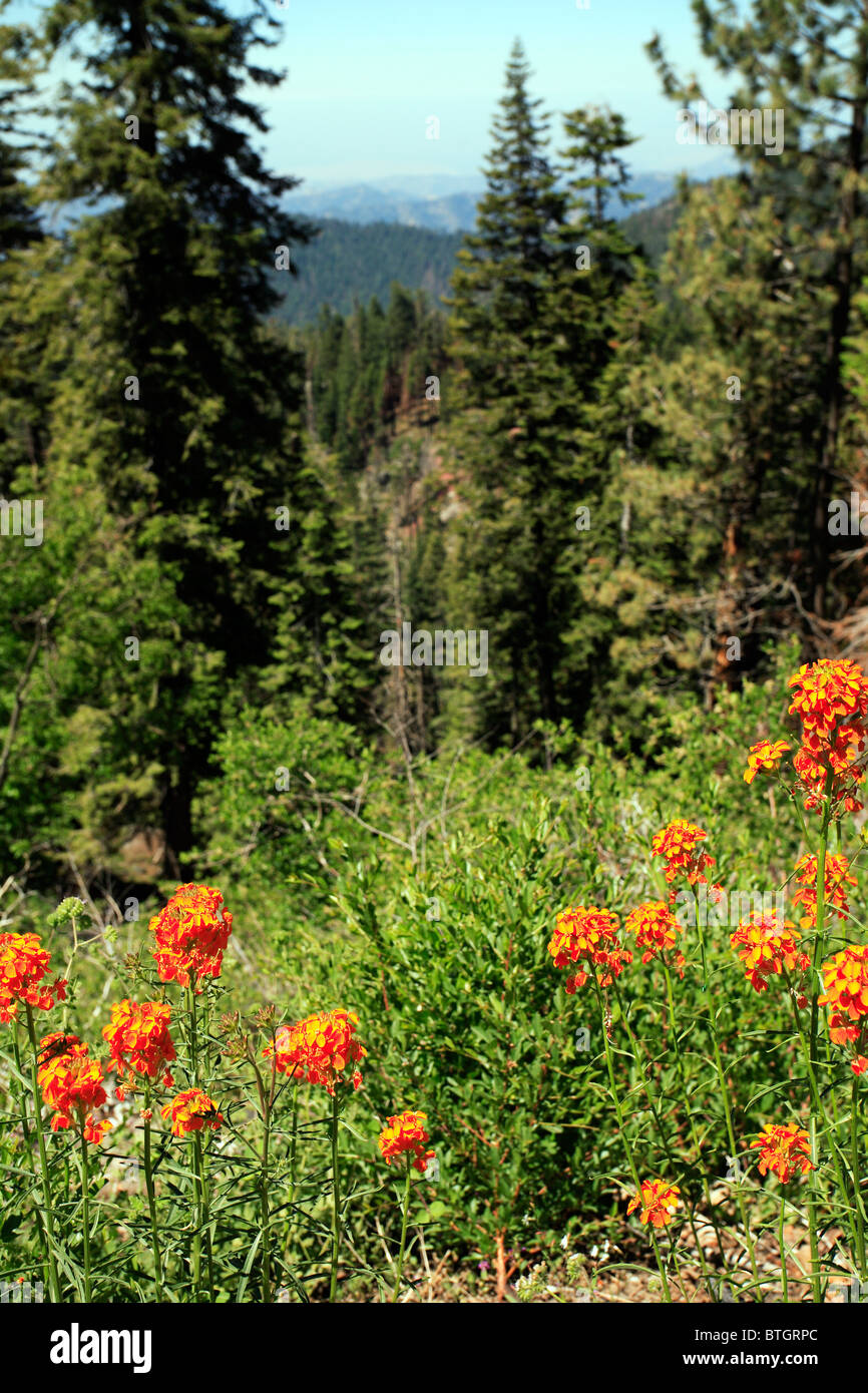 Orange flowers Sequoia National Park California Stock Photo