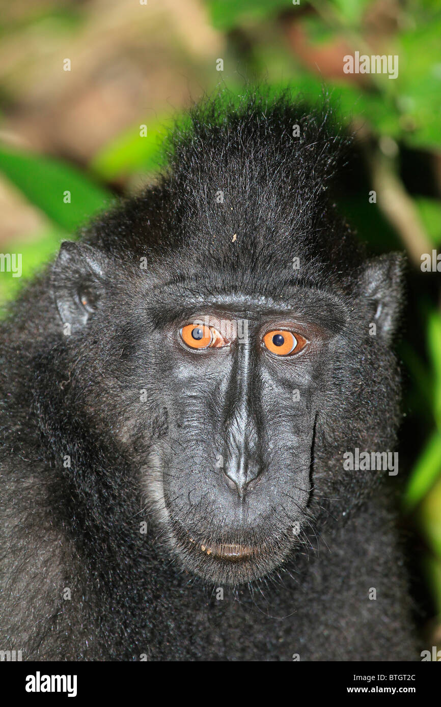 Sulawesi Macaque, Macaca nigra, Tankoko National Park, Sulawesi Stock Photo