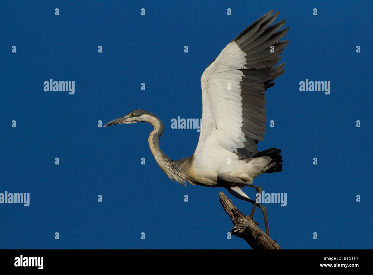 Black-headed Heron taking off from its perch, Kruger National Park, South Africa. Stock Photo