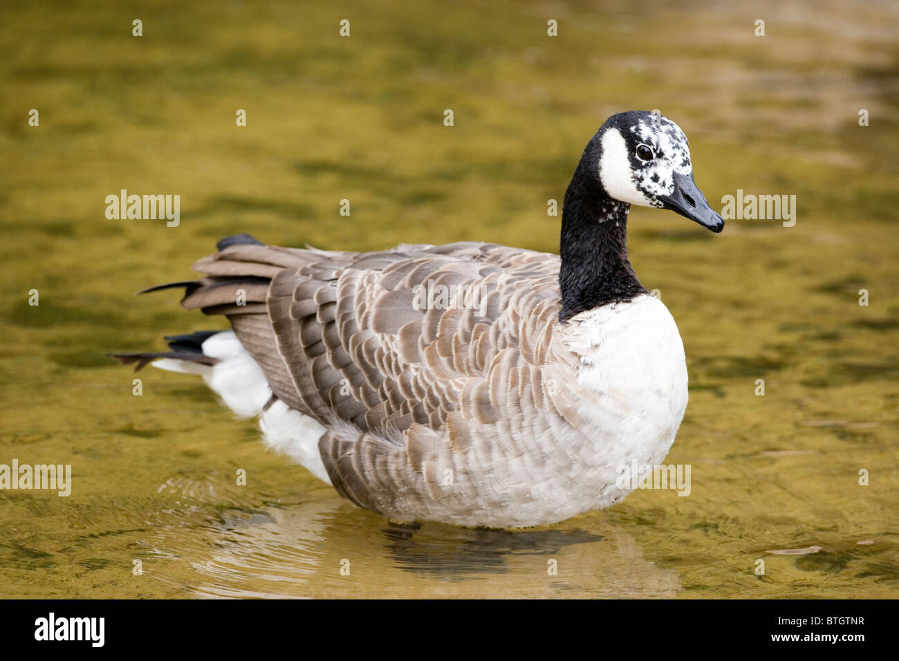 Canada Goose Branta canadensis. Aberrant white plumage on the face and head of an aberrant, individual bird. Stock Photo