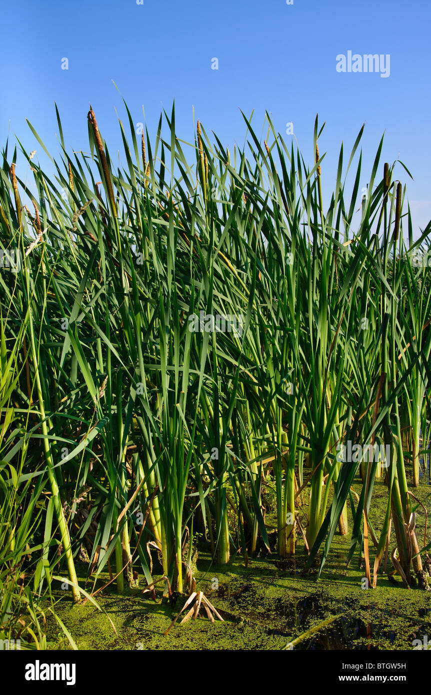 River cane hires stock photography and images Alamy