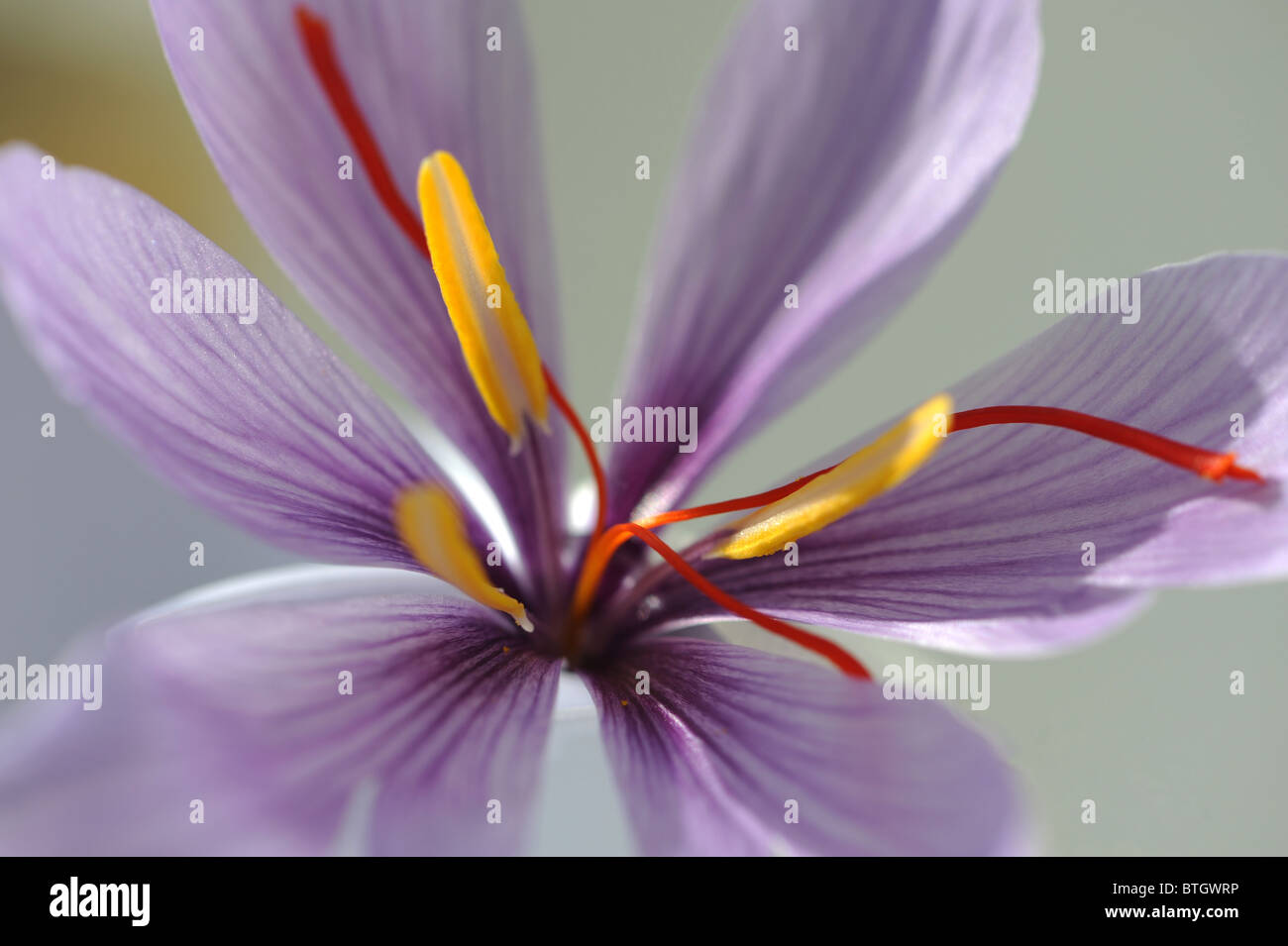 saffron flower stamens ,stigmas and petals Stock Photo Alamy
