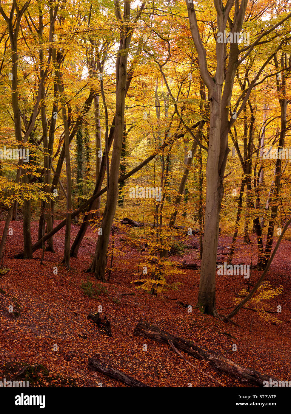 Autumn Colour in Burnham Beeches Forest, Buckinghamshire, UK Stock ...