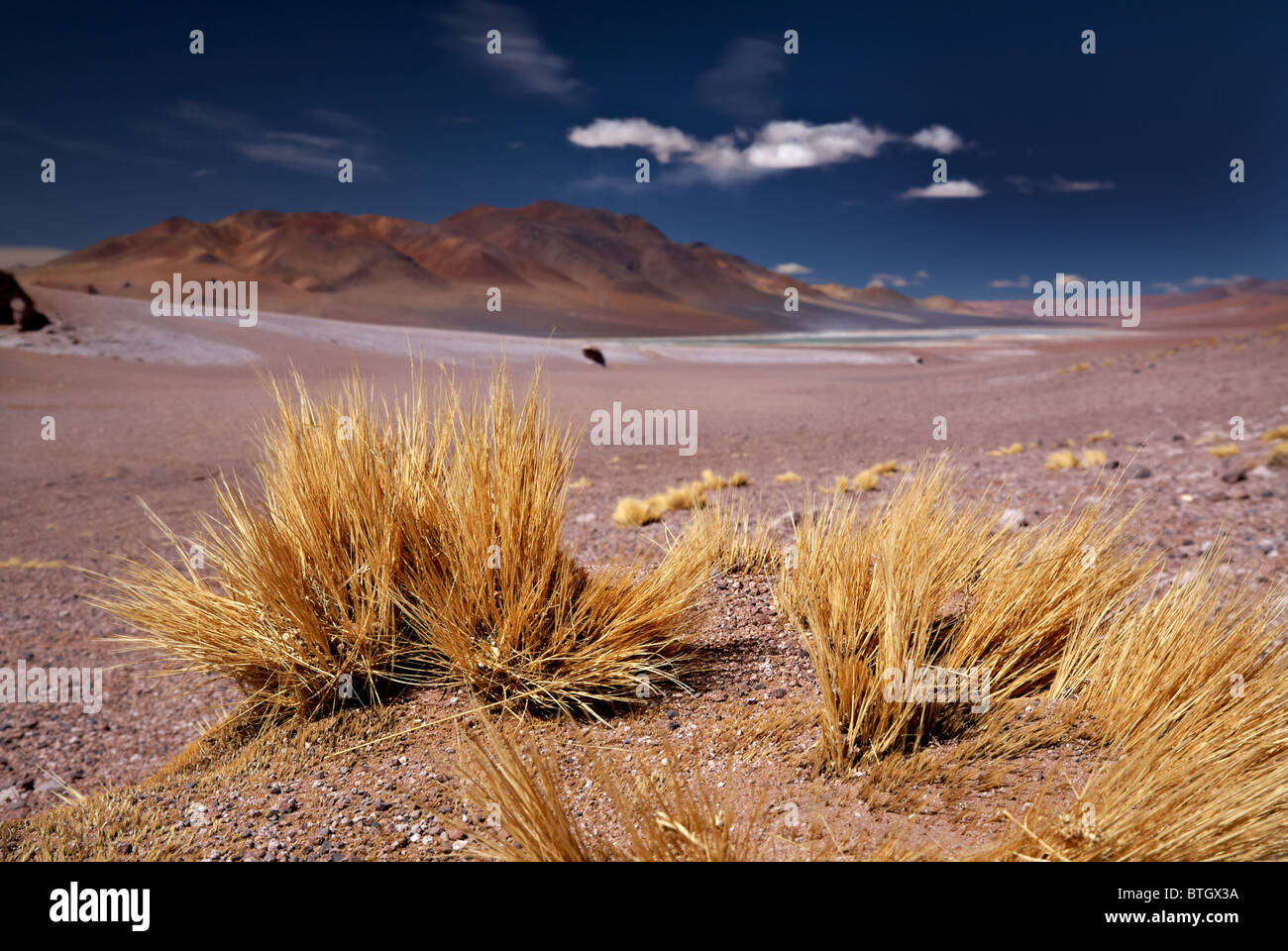 altiplano grass Paja brava close to Salar Aguas Calientes and Cerro Losloyo, desert Atacama, Los Flamencos National Reserve Stock Photo