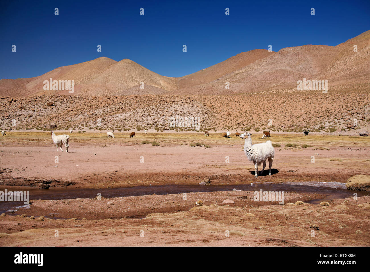 lamas in Atacama desert, Chile Stock Photo