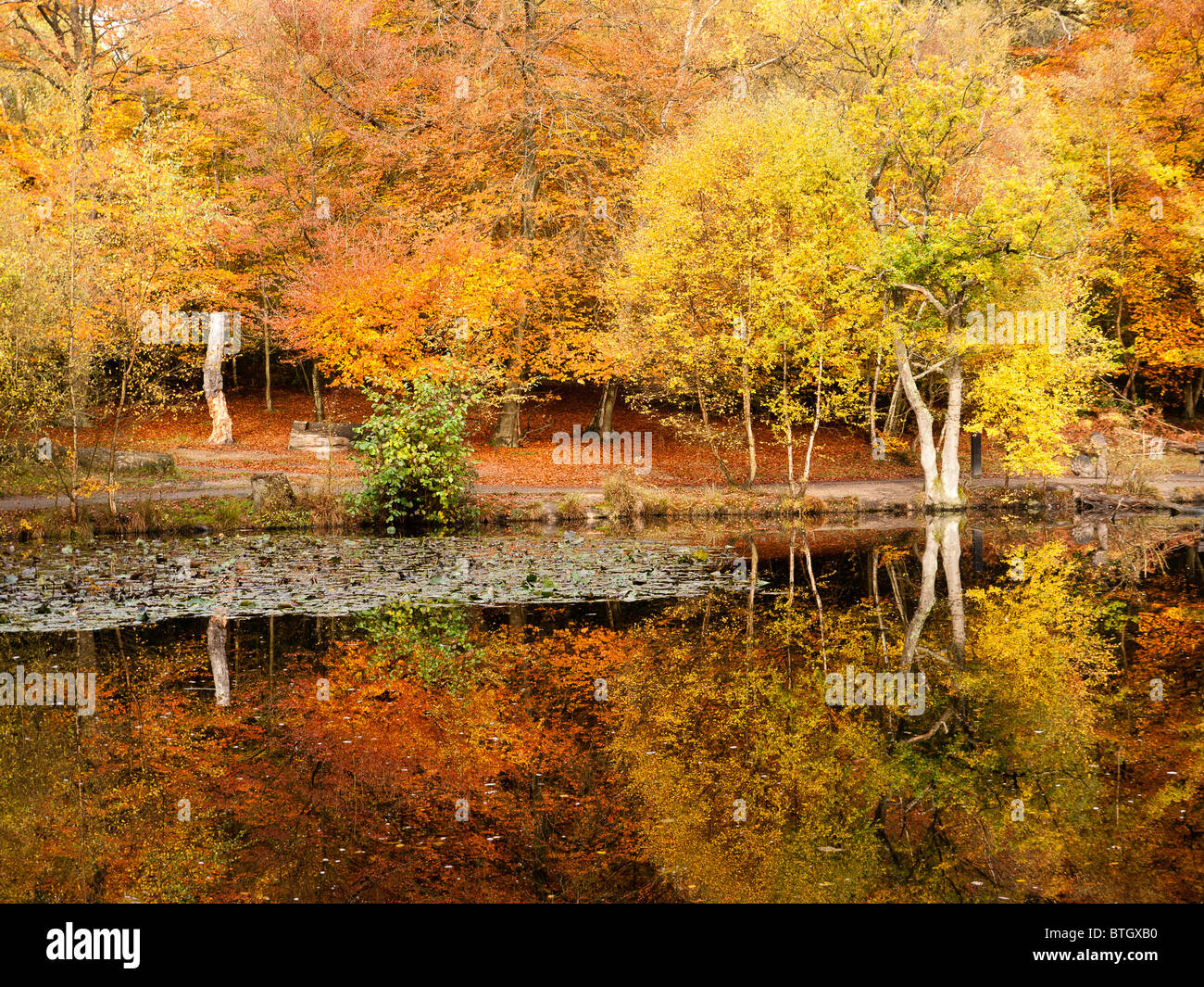 Autumn Colour in Burnham Beeches Forest, Buckinghamshire, UK Stock ...