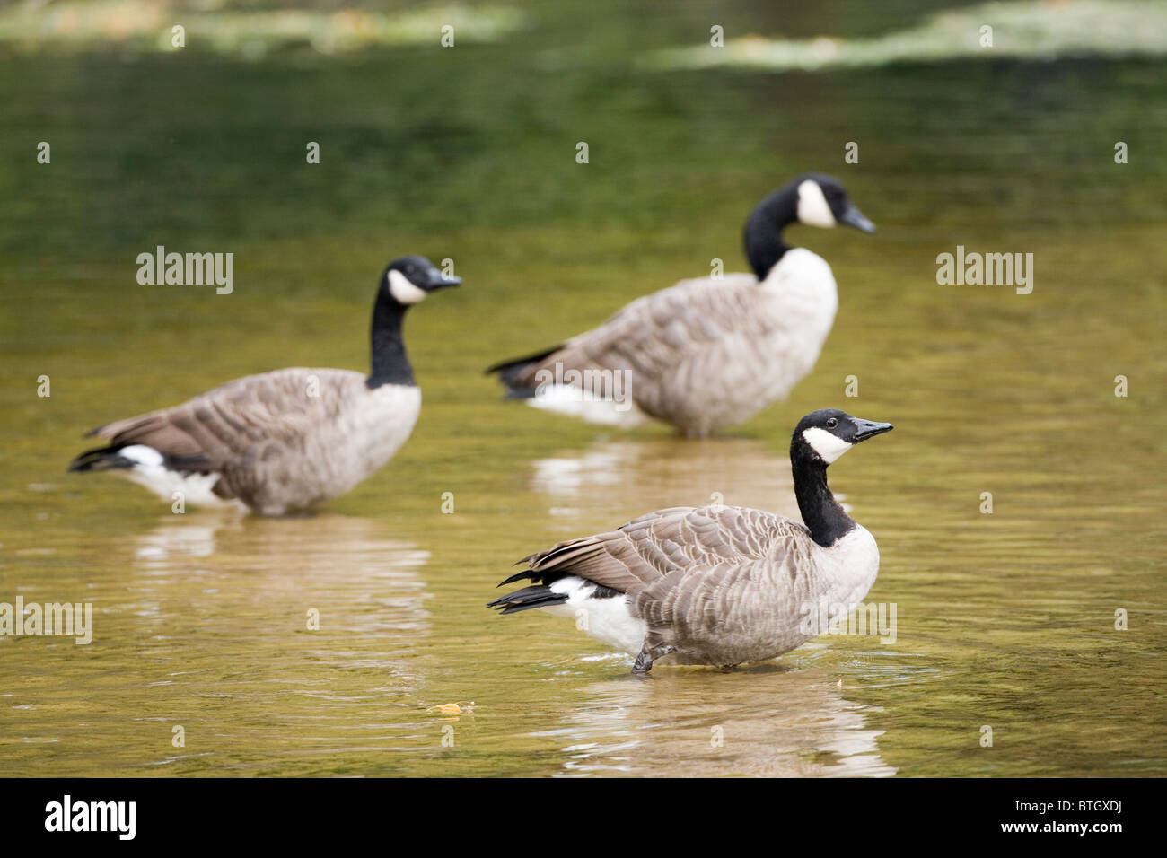 Canada Geese Branta canadensis. Loafing, standing and resting in the shallow water of River Thet, Norfolk. Stock Photo