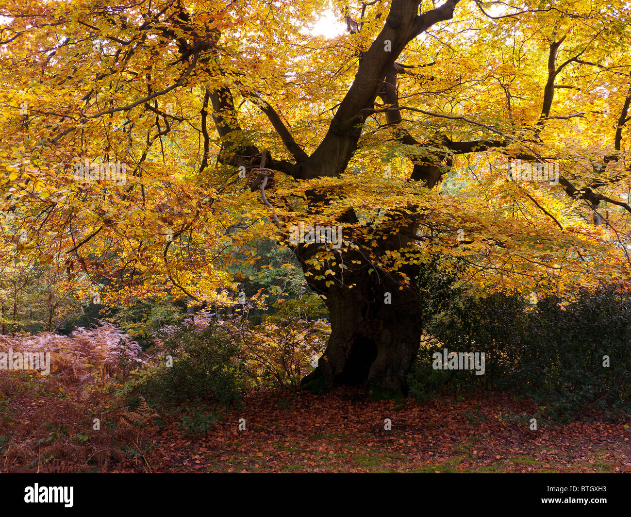 Autumn Colour in Burnham Beeches Forest, Buckinghamshire, UK Stock ...