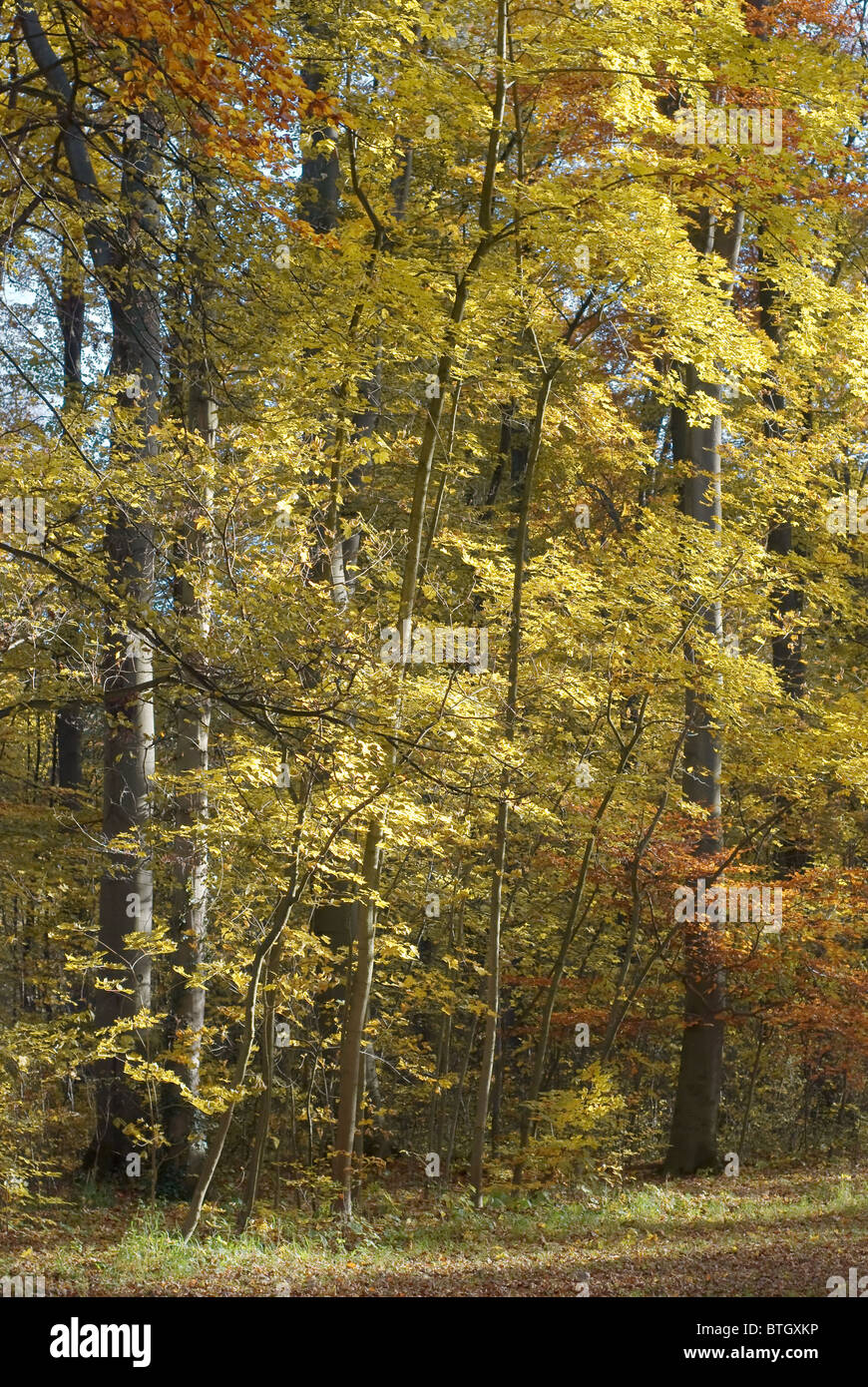 Forest Landscape with Colorful Autumn Scenery Stock Photo - Alamy