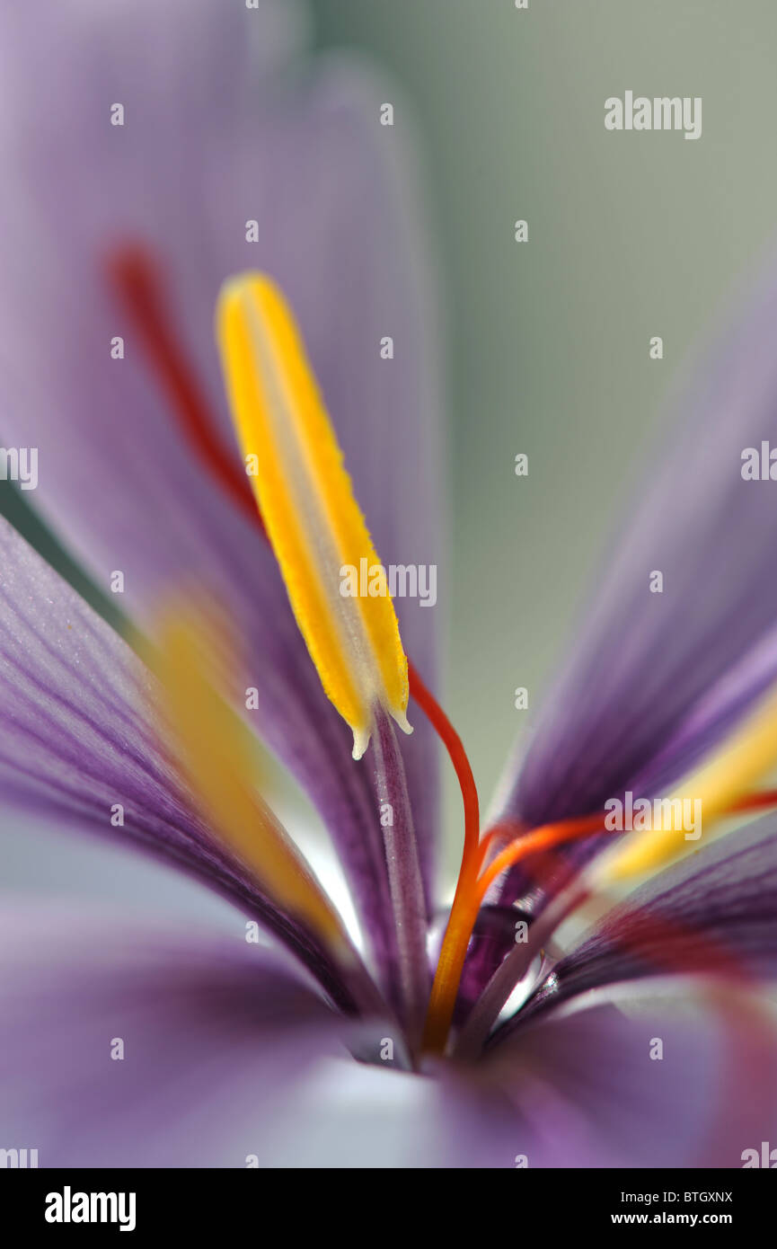 Stigmas of stamens hires stock photography and images Alamy