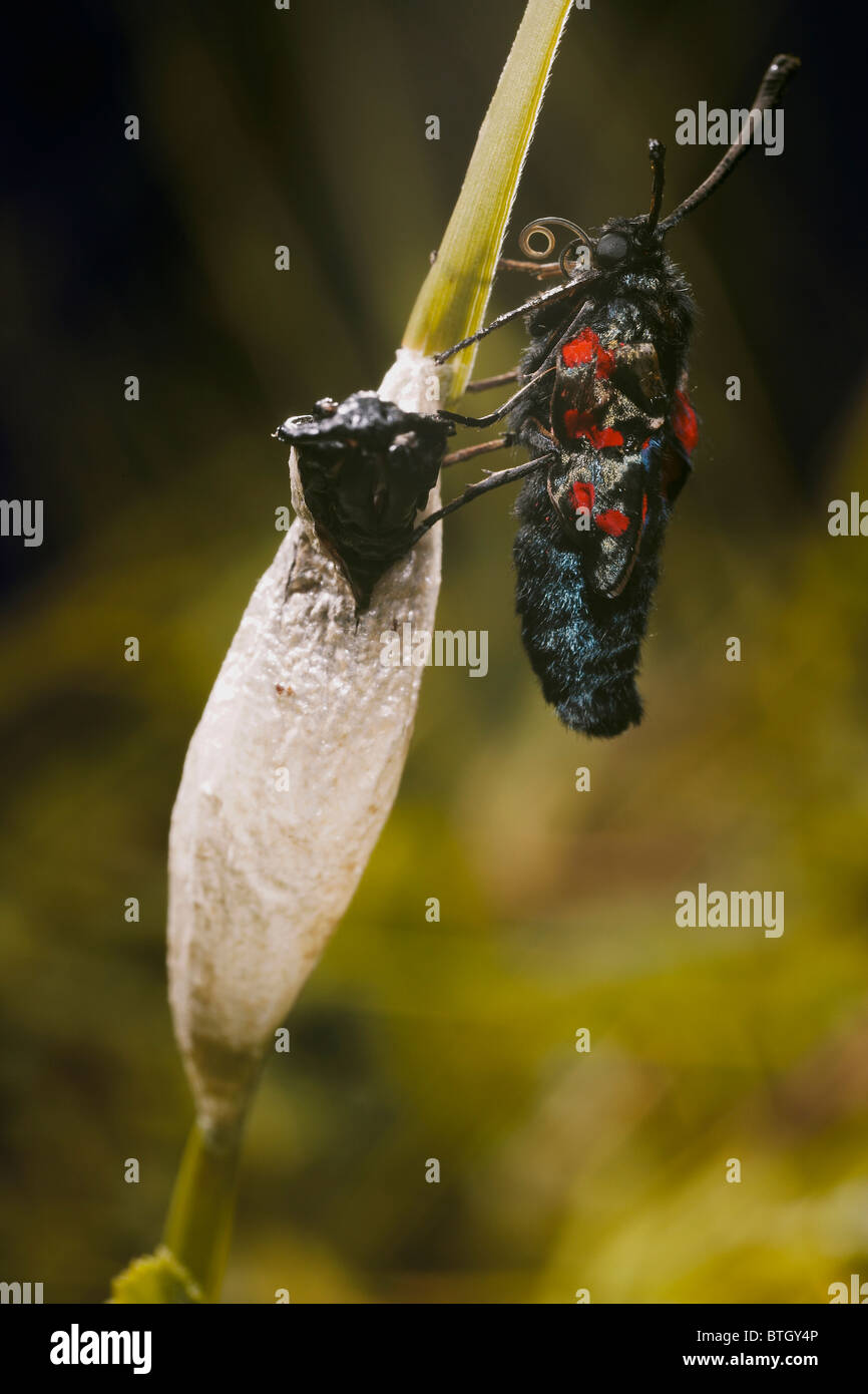 Six spotted burnet moth, Zygaena filipendulae recently emerged from cocoon, Dorset, UK Stock Photo