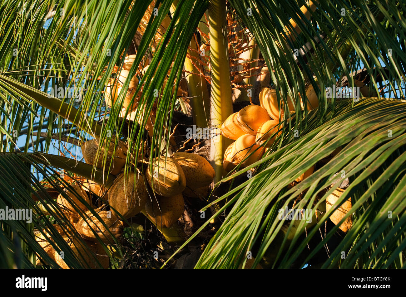 Ripe coconuts in a palm outside Sepilok Orangutan Rehabilitation Centre in Borneo Stock Photo