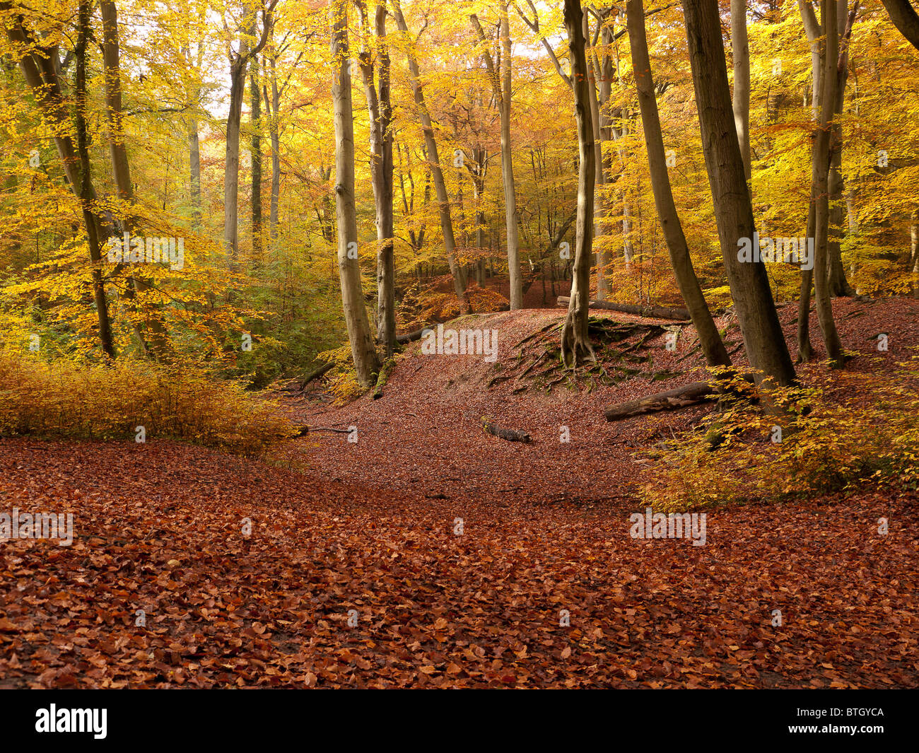 Autumn Colour in Burnham Beeches Forest, Buckinghamshire, UK Stock ...
