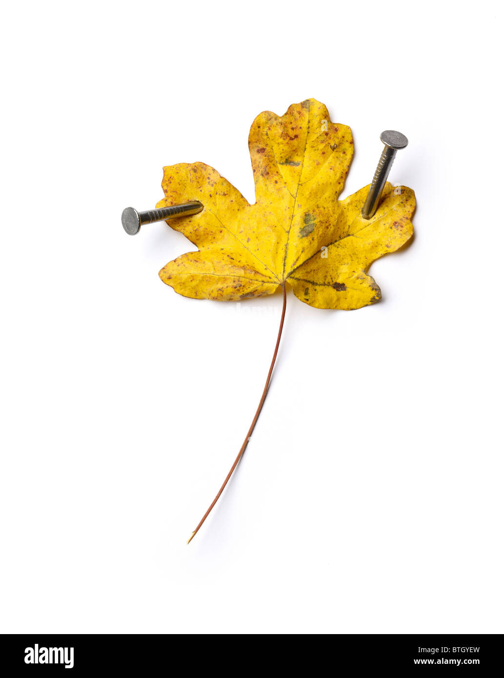 Autumn leaf nailed down Stock Photo
