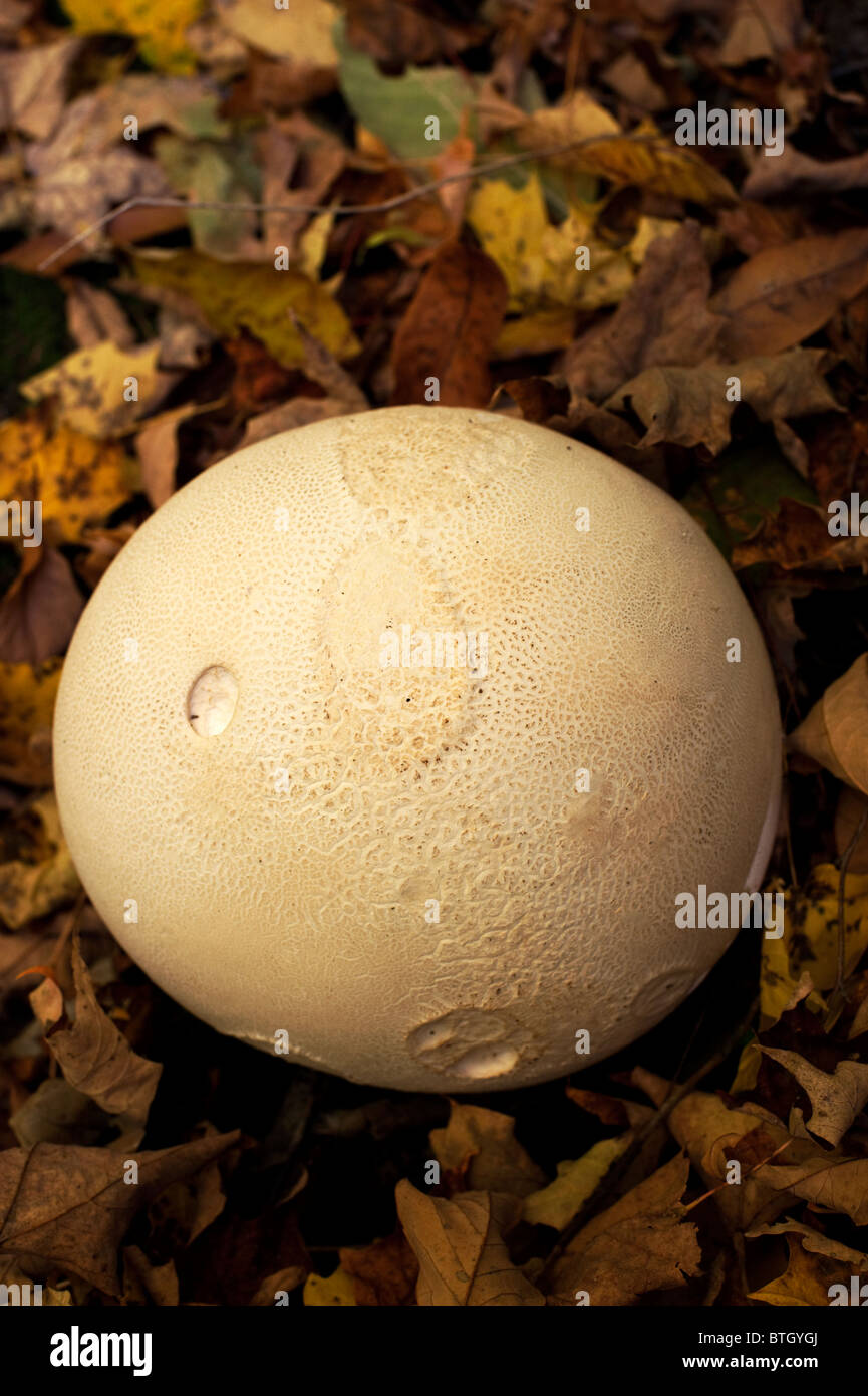 Giant puffball (Calvatia gigantea) growing in the woods in autumn. Stock Photo