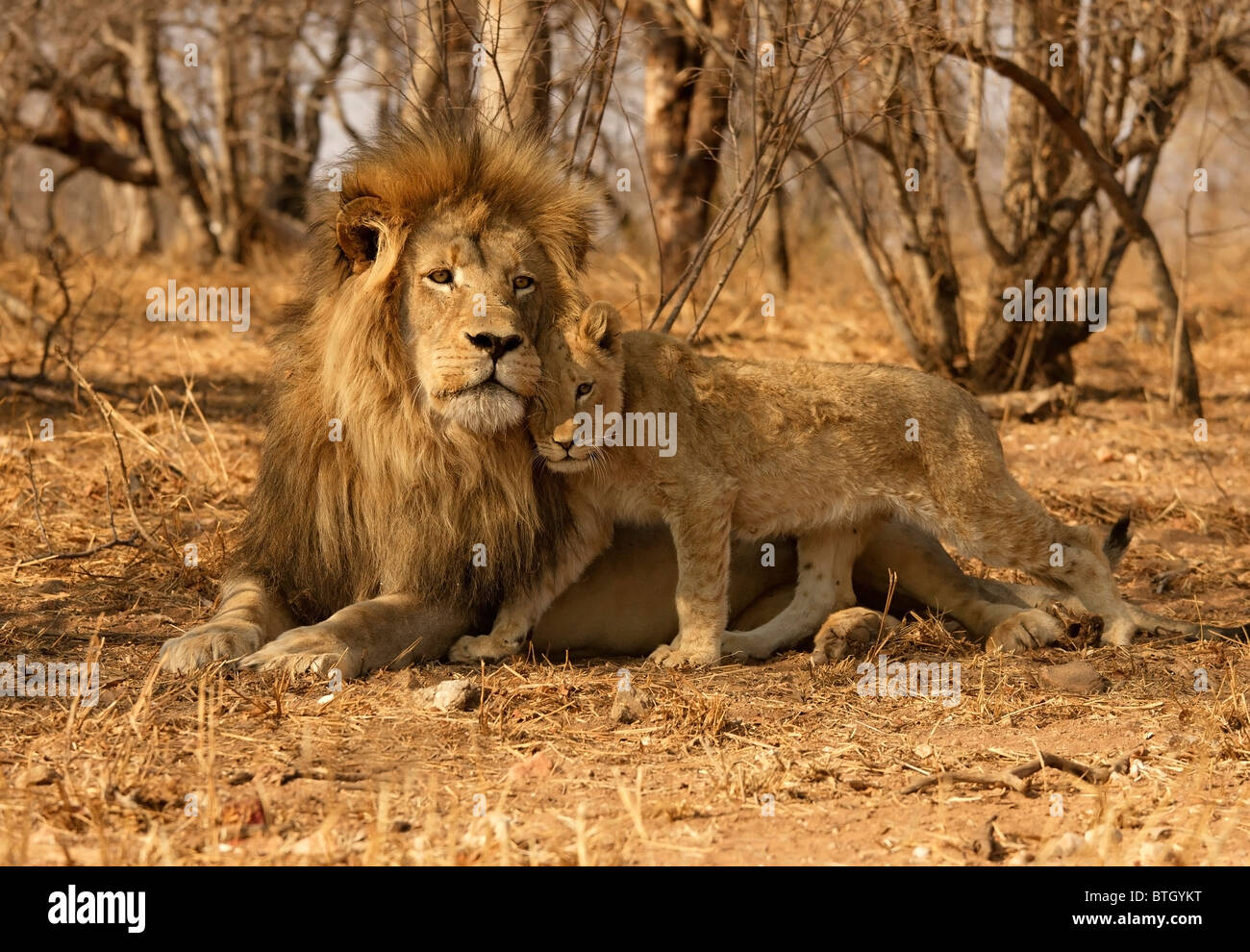 Male Lion with cub, Kruger National Park, South Africa. Stock Photo