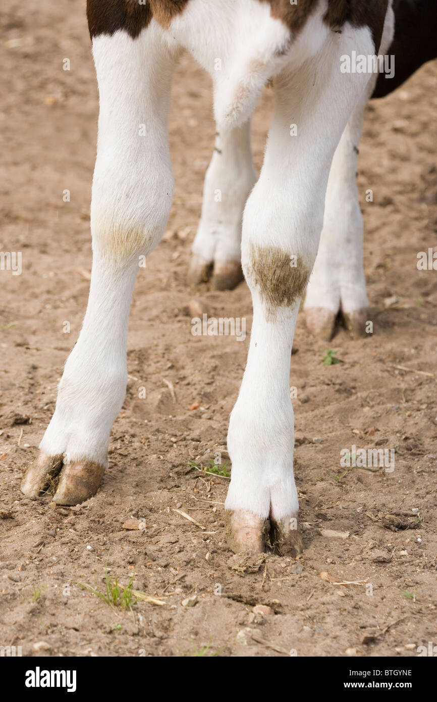 Legs, feet and Hooves of Friesian heifer (young cow). Stock Photo