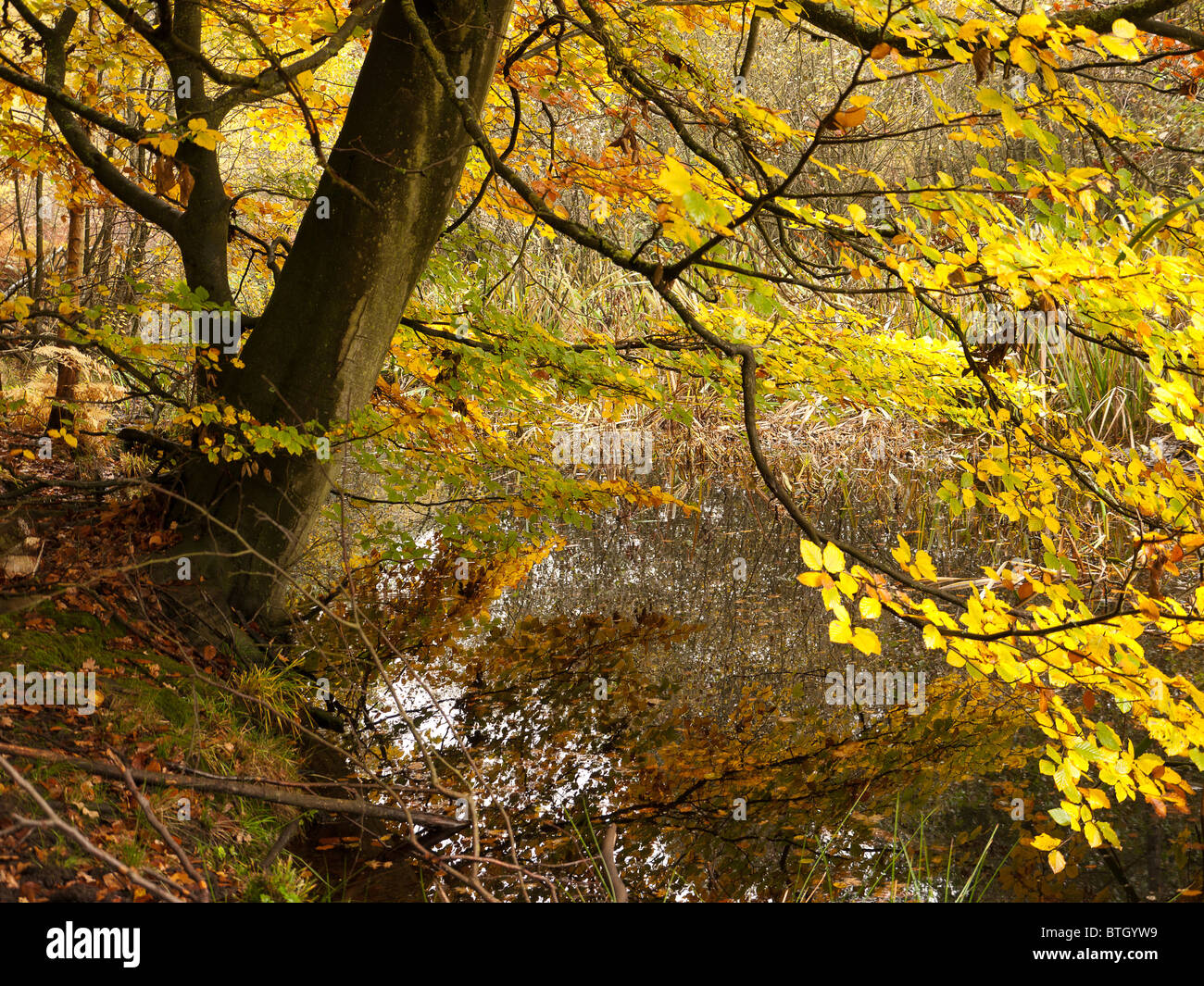 Autumn Colour in Burnham Beeches Forest, Buckinghamshire, UK Stock ...