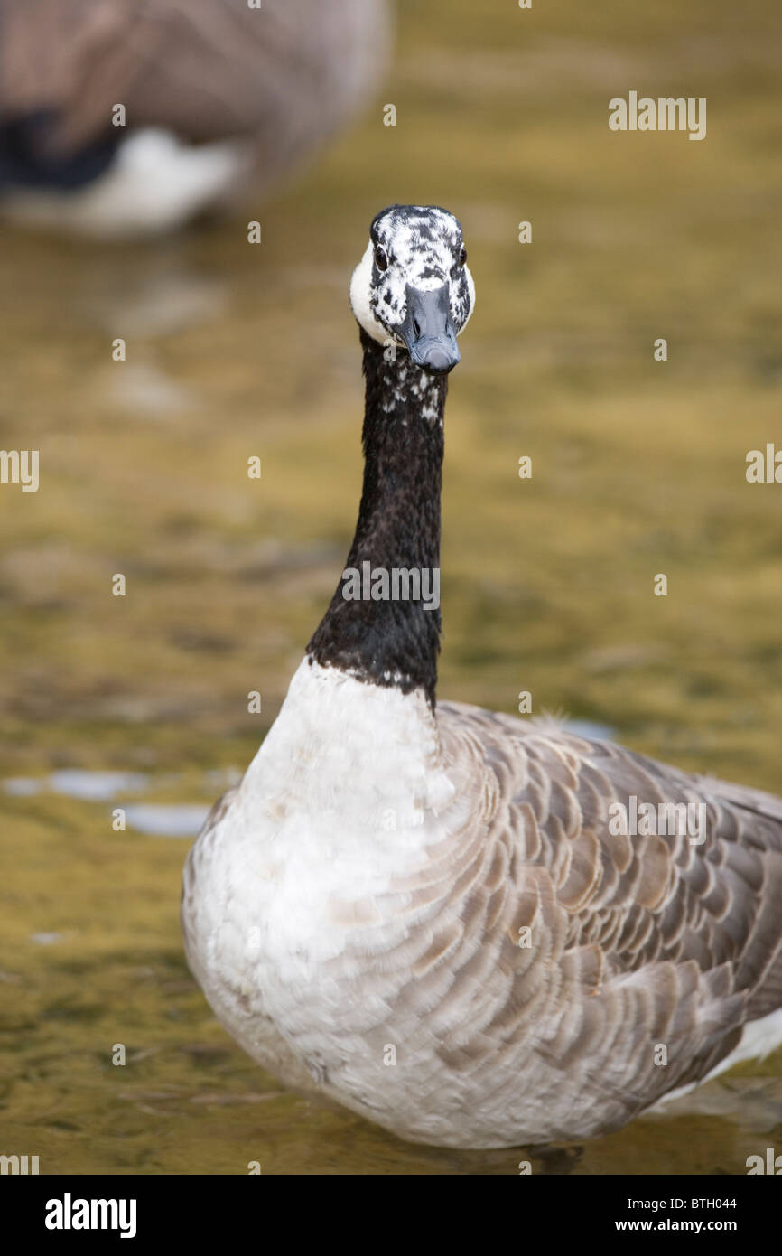 Canada Goose Branta canadensis. Aberrant white plumage on the face and head of an individual. Stock Photo