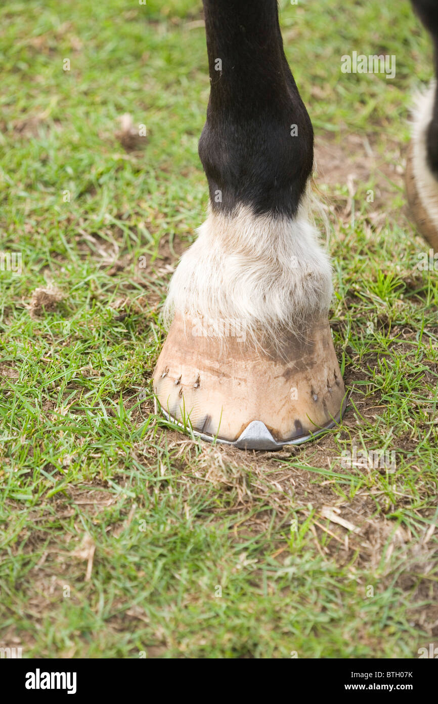 Horse (Equus caballus), front foot and shod hoof. Standing animal, foot on the ground. Stock Photo