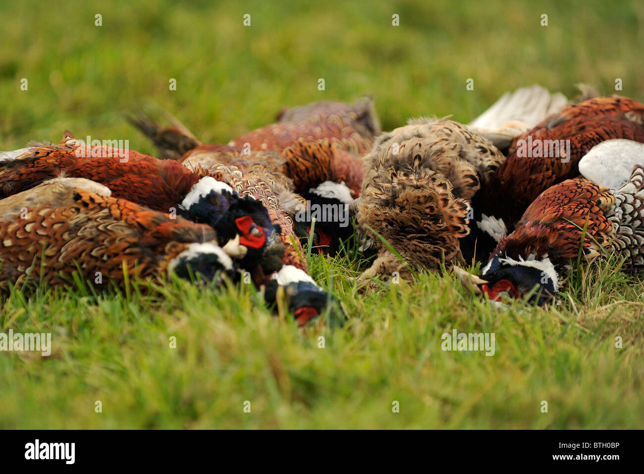 shot pheasants in a heap on floor Stock Photo